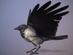 Crow animation 3D Model