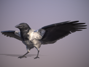 Crow animation 3D Модель