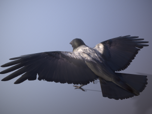 Crow animation 3D Модель
