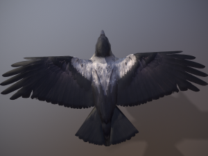 Crow animation 3D Модель