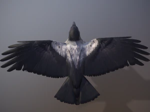 Animazione del corvo Modello 3D