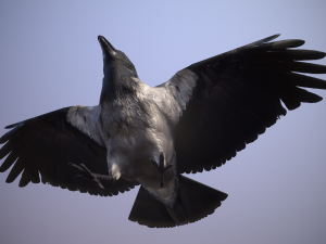 Crow animation 3D Модель