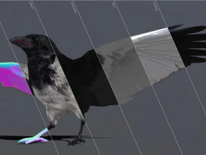 Animazione del corvo Modello 3D