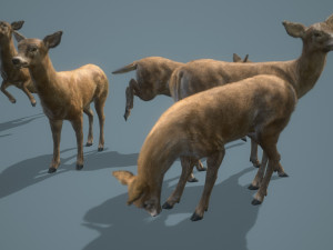 deer doe animated pbr low-poly 3D-Modell