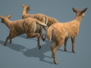 deer doe animated pbr low-poly 3D-Modell