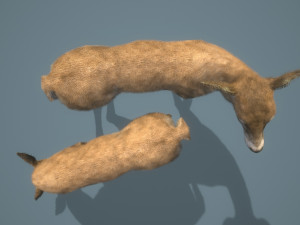 deer doe animated pbr low-poly 3D-Modell