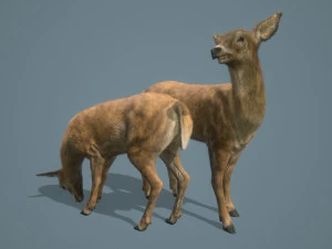 deer doe animated pbr low-poly 3D Model
