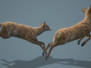 deer doe animated pbr low-poly 3D-Modell