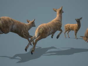 deer doe animated pbr low-poly 3D-Modell