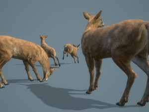 deer doe animated pbr low-poly 3D-Modell
