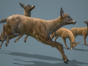 deer doe animated pbr low-poly 3D-Modell