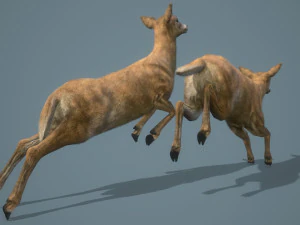 deer doe animated pbr low-poly 3D Model