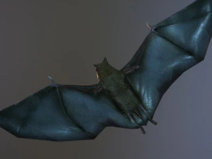 bat animation pbr low-poly 3D Model
