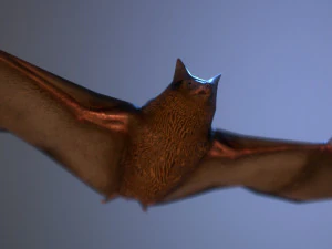 bat animation pbr low-poly 3D Model