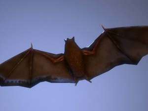 bat animation pbr low-poly Modèle 3D