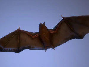 bat animation pbr low-poly 3D Model