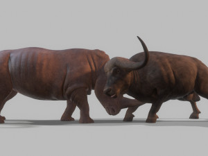 Bull and rhinoceros battle low-poly Modelo 3D