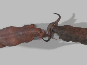 Bull and rhinoceros battle low-poly Modelo 3D