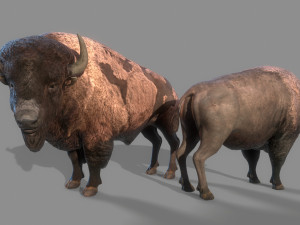American steppe bison low-poly 3D Model