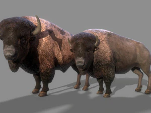American steppe bison low-poly 3D Model