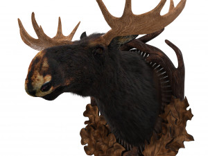 wall elk 3D 모델