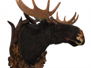 wall elk Modèle 3D