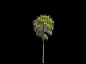 palm tree Modelo 3D