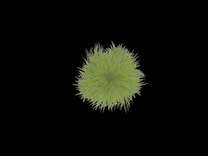 palm tree Model 3D