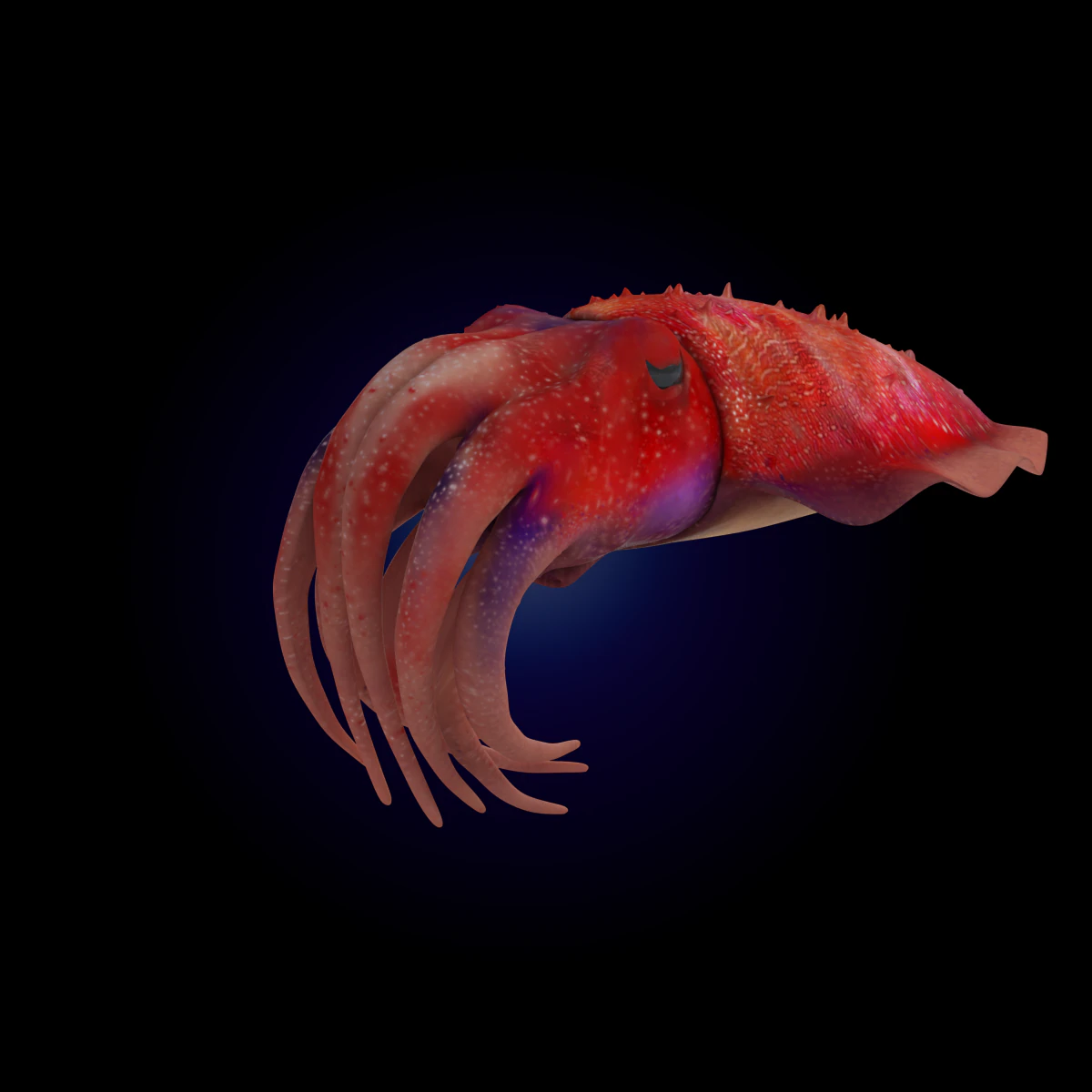 cuttlefish rigged animated 3D Model .c4d .max .obj .3ds .fbx .stl .blend 