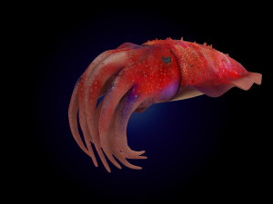cuttlefish rigged animated 3Dモデル