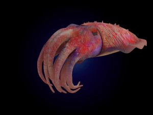 cuttlefish rigged animated 3D Model