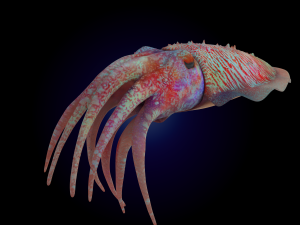 cuttlefish rigged animated 3D 모델