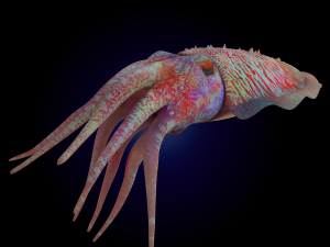 cuttlefish rigged animated 3D 모델