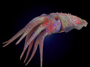 cuttlefish rigged animated 3D Model
