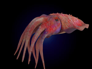 cuttlefish rigged animated 3D Model