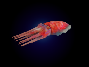 cuttlefish rigged animated 3D 모델