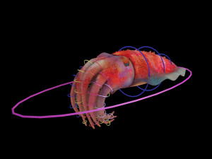 cuttlefish rigged animated 3D 모델