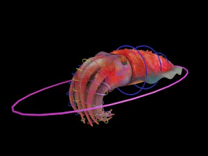 cuttlefish rigged animated 3D Model