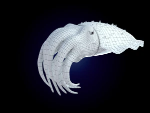 cuttlefish rigged animated 3D Model