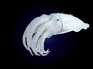 cuttlefish rigged animated 3D 모델