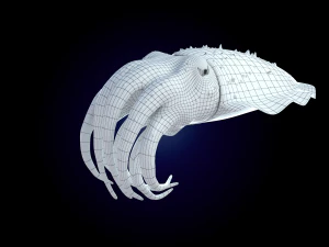 cuttlefish rigged animated 3D Model