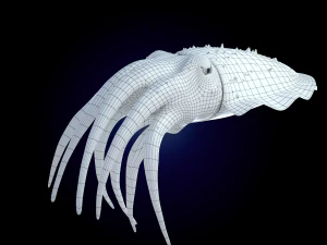 cuttlefish rigged animated 3D Model