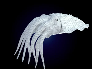 cuttlefish rigged animated 3D Model