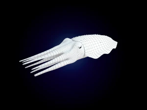 cuttlefish rigged animated 3D Model