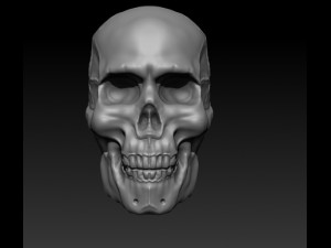 human skull 3D 打印模型
