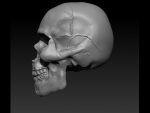 human skull 3D 打印模型