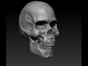 human skull 3D 打印模型