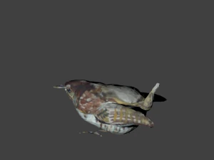 bird1 3D Model