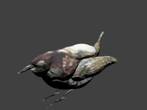 bird1 Modelo 3D