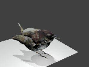 bird1 3D Model